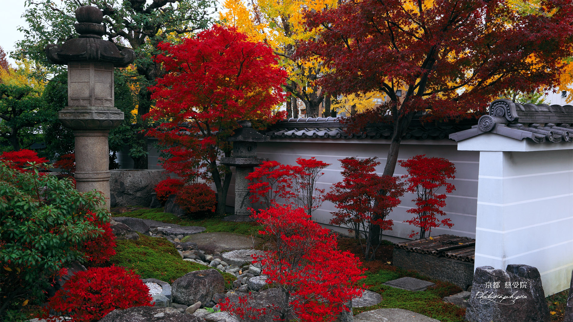 京都慈受院 庭園の紅葉