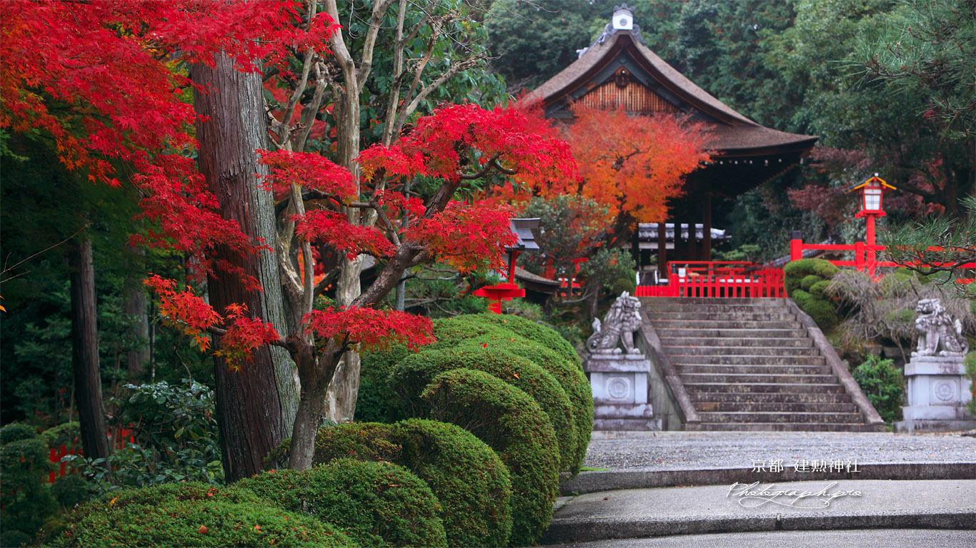 建勲神社 紅葉と拝殿 壁紙