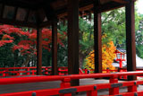 建勲神社 拝殿越しの紅葉