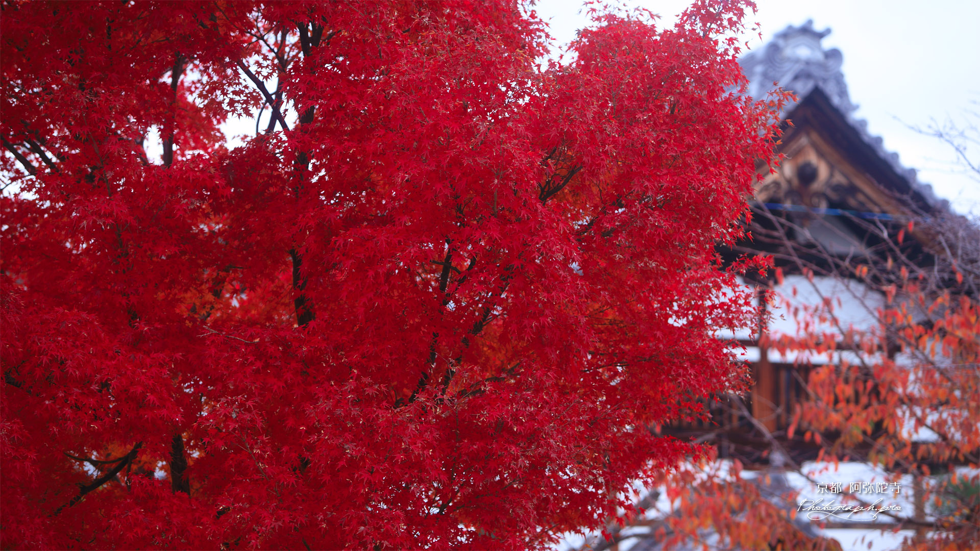 京都阿弥陀寺 紅葉と庫裏