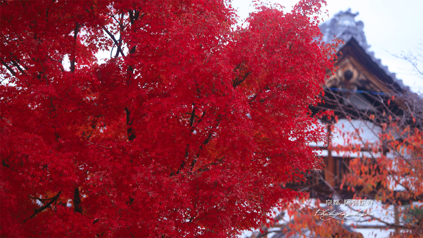 京都阿弥陀寺 紅葉と庫裏 壁紙