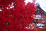 京都阿弥陀寺 紅葉と庫裏