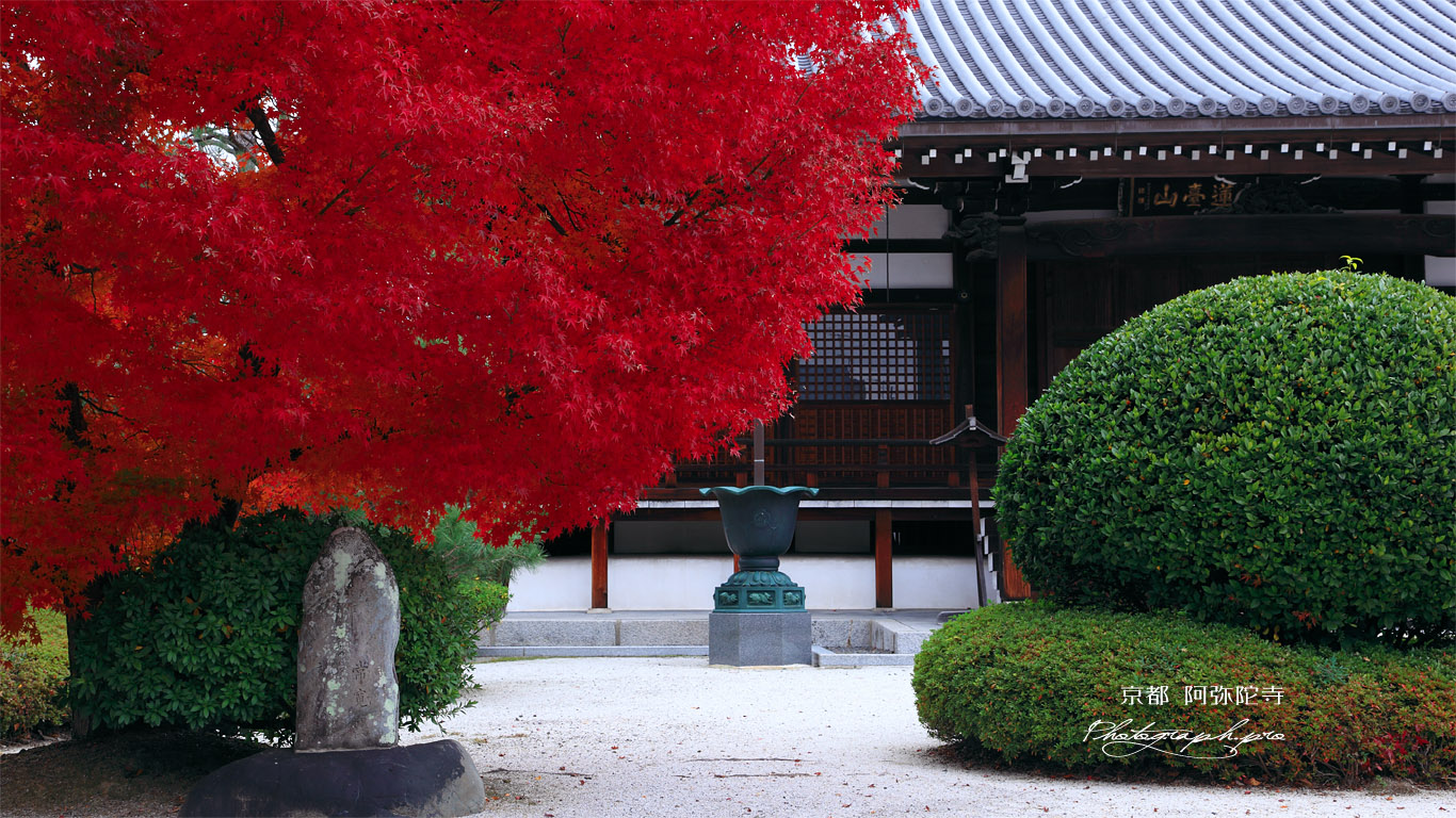 阿弥陀寺 紅葉と本堂 壁紙