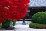 京都阿弥陀寺 紅葉と本堂