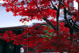 本能寺 紅葉越しの本堂