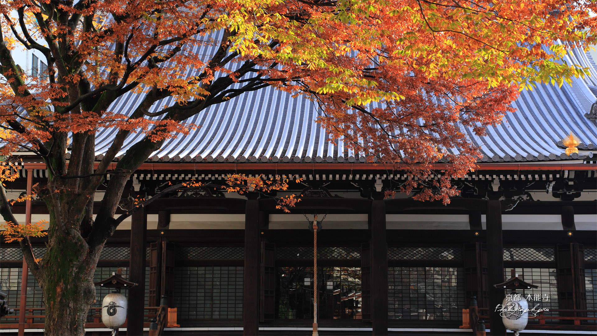 本能寺 ケヤキ紅葉と本堂