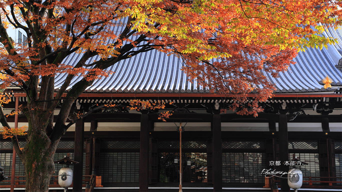 本能寺 ケヤキ紅葉と本堂 壁紙