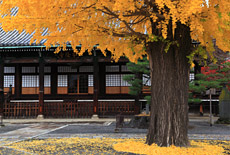 本隆寺