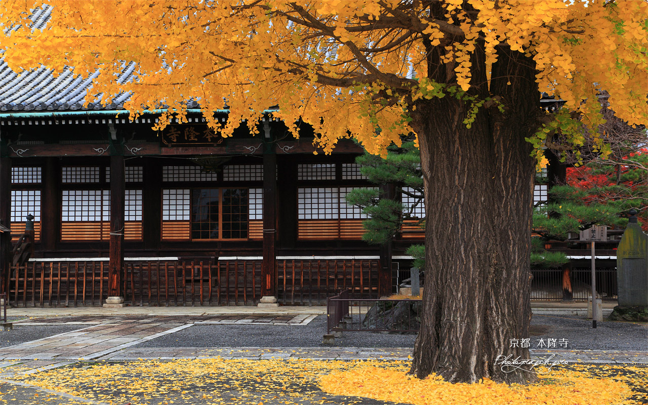 本隆寺 イチョウ黄葉と本堂 壁紙