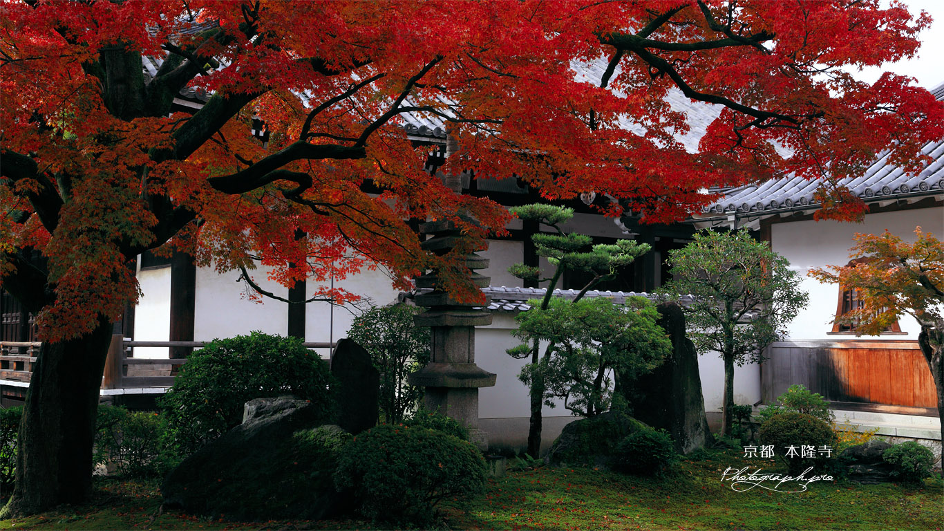 本隆寺 紅葉と本堂 壁紙