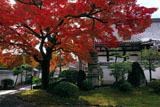 本隆寺 タカオカエデと本堂