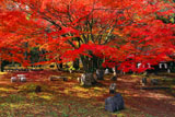 岩屋寺