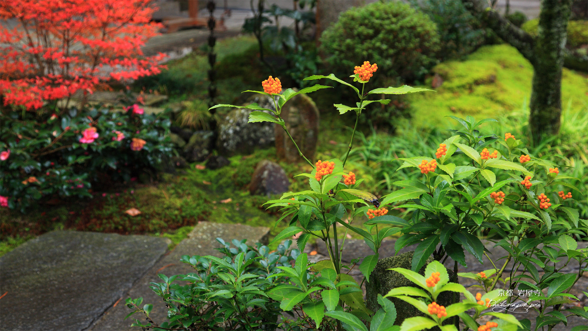 京都岩屋寺 センリョウ