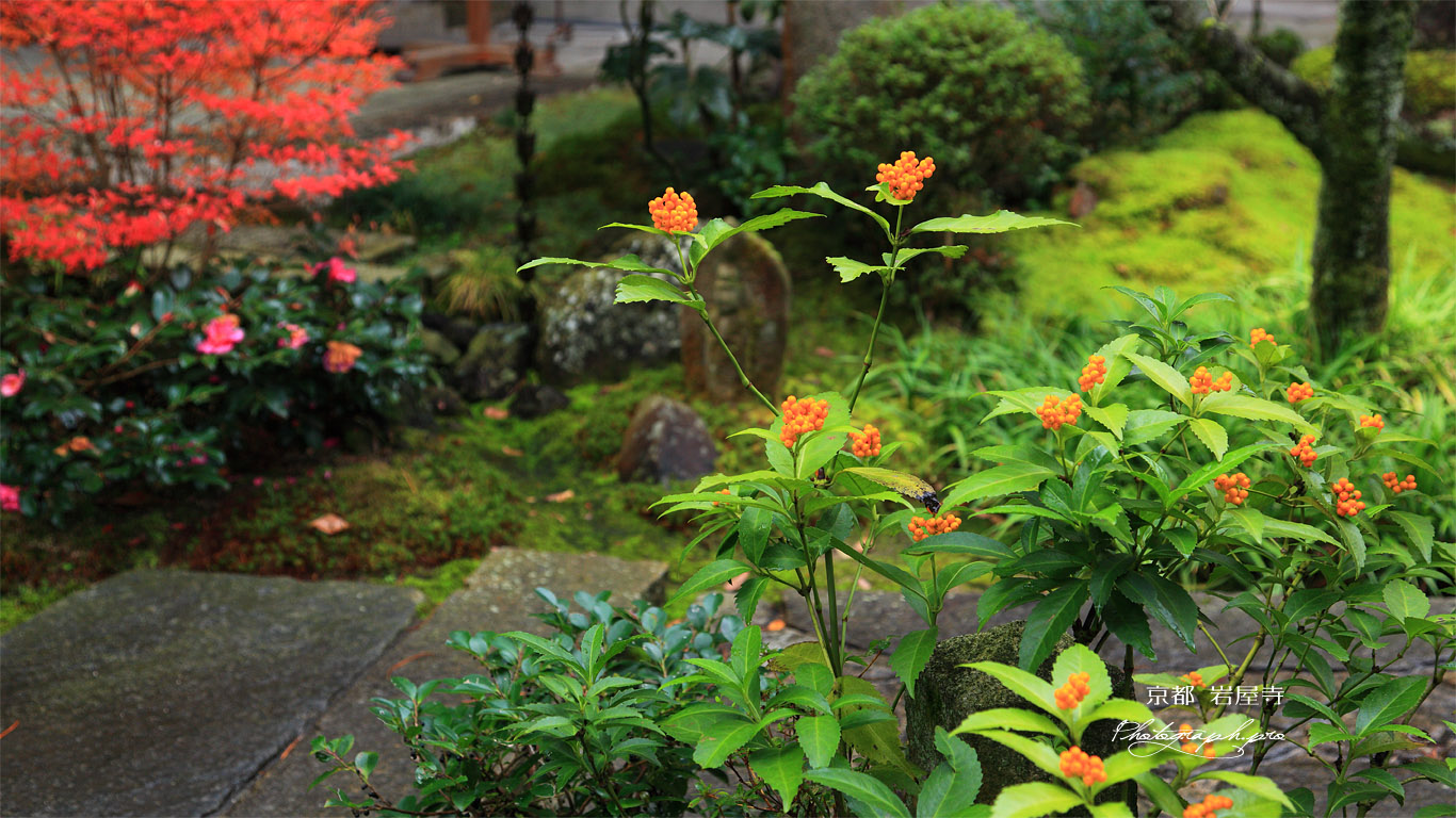 京都岩屋寺 センリョウ 壁紙