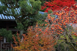 石峰寺 柿と本堂と紅葉
