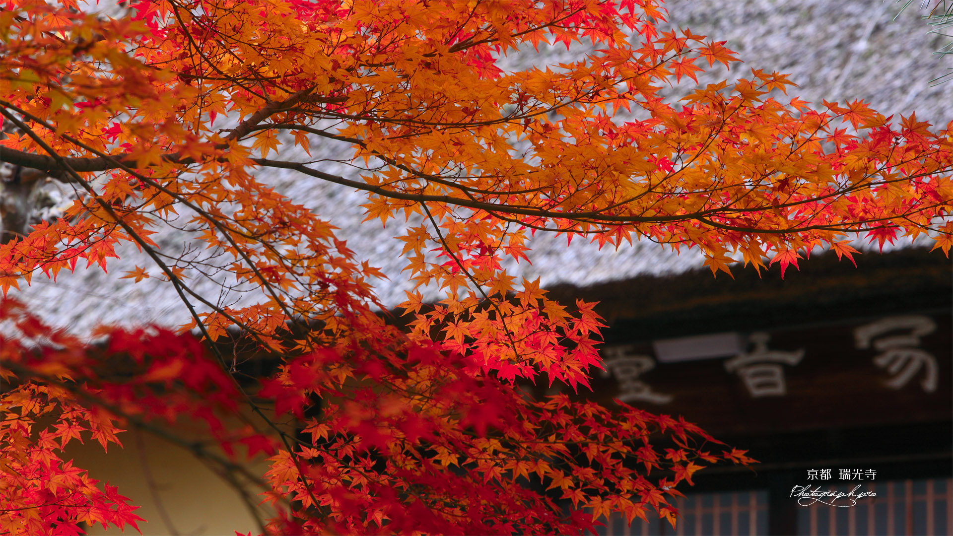 京都瑞光寺 紅葉と寂音堂