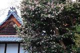 宝塔寺 サザンカと直勝寺