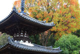 宝塔寺 多宝塔と椋黄葉
