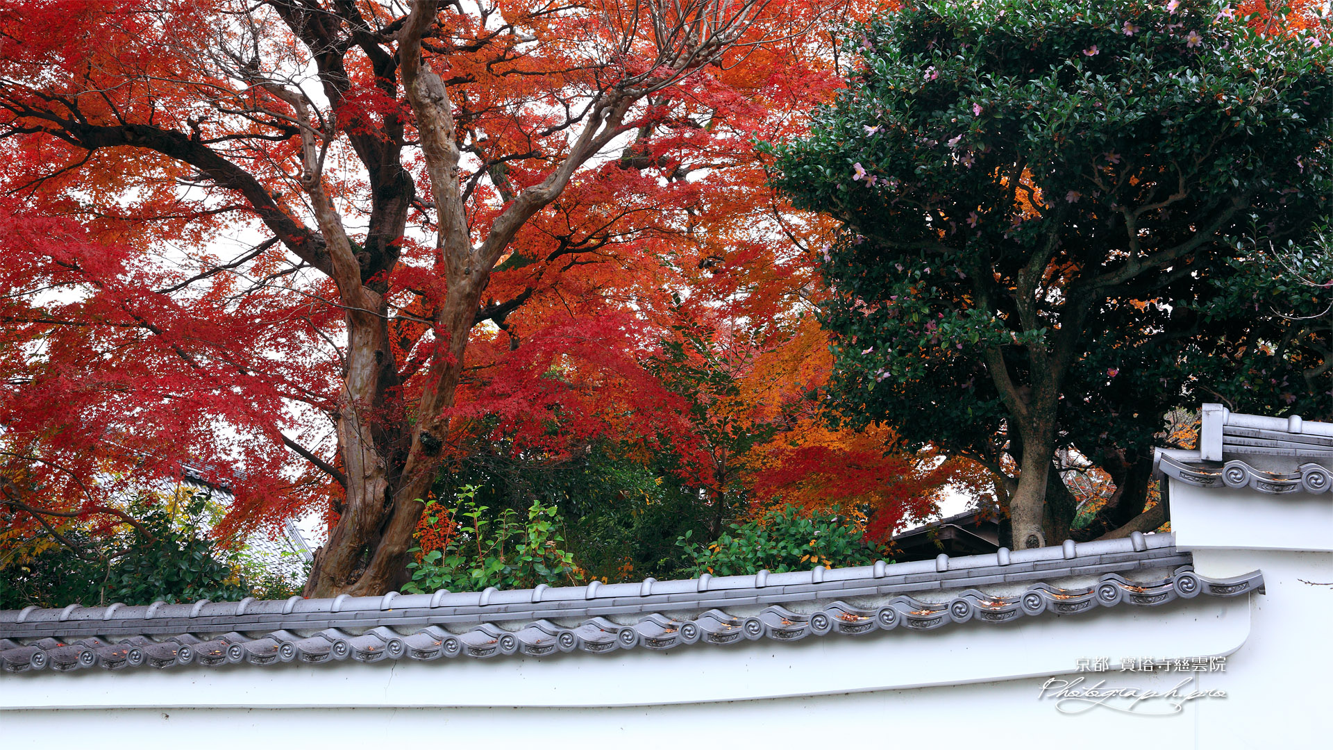 宝塔寺 慈雲院の紅葉