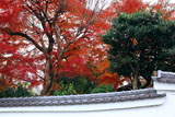 宝塔寺 慈雲院の紅葉