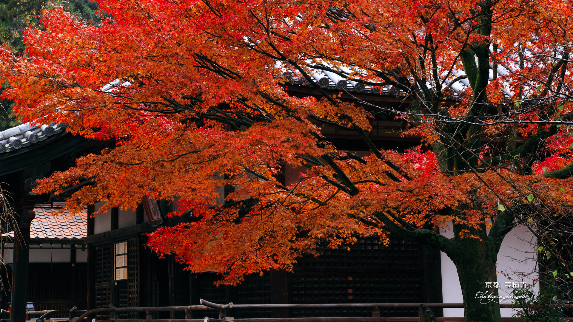 宝積寺 紅葉越しの本堂