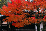 宝積寺 紅葉越しの本堂