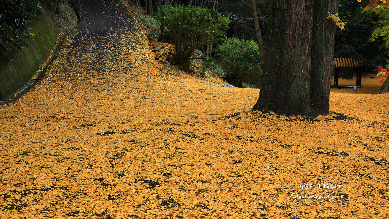 山崎聖天 イチョウの落葉 壁紙