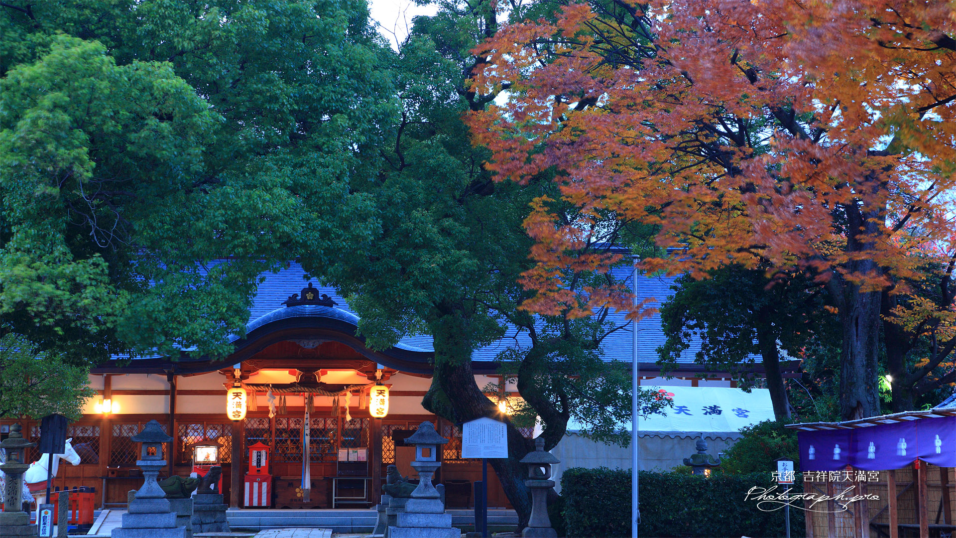 吉祥院天満宮 宵の拝殿とケヤキ紅葉