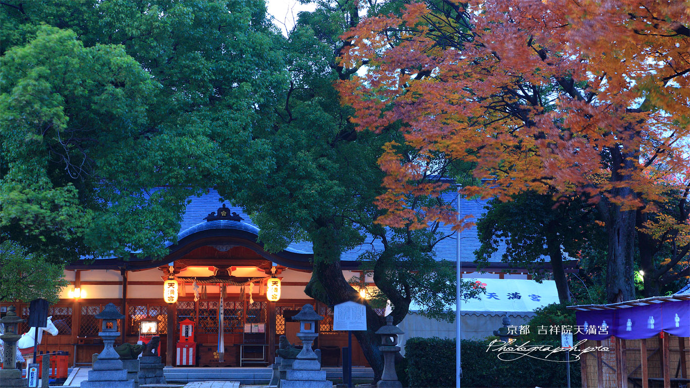 吉祥院天満宮 宵の拝殿とケヤキ紅葉 壁紙