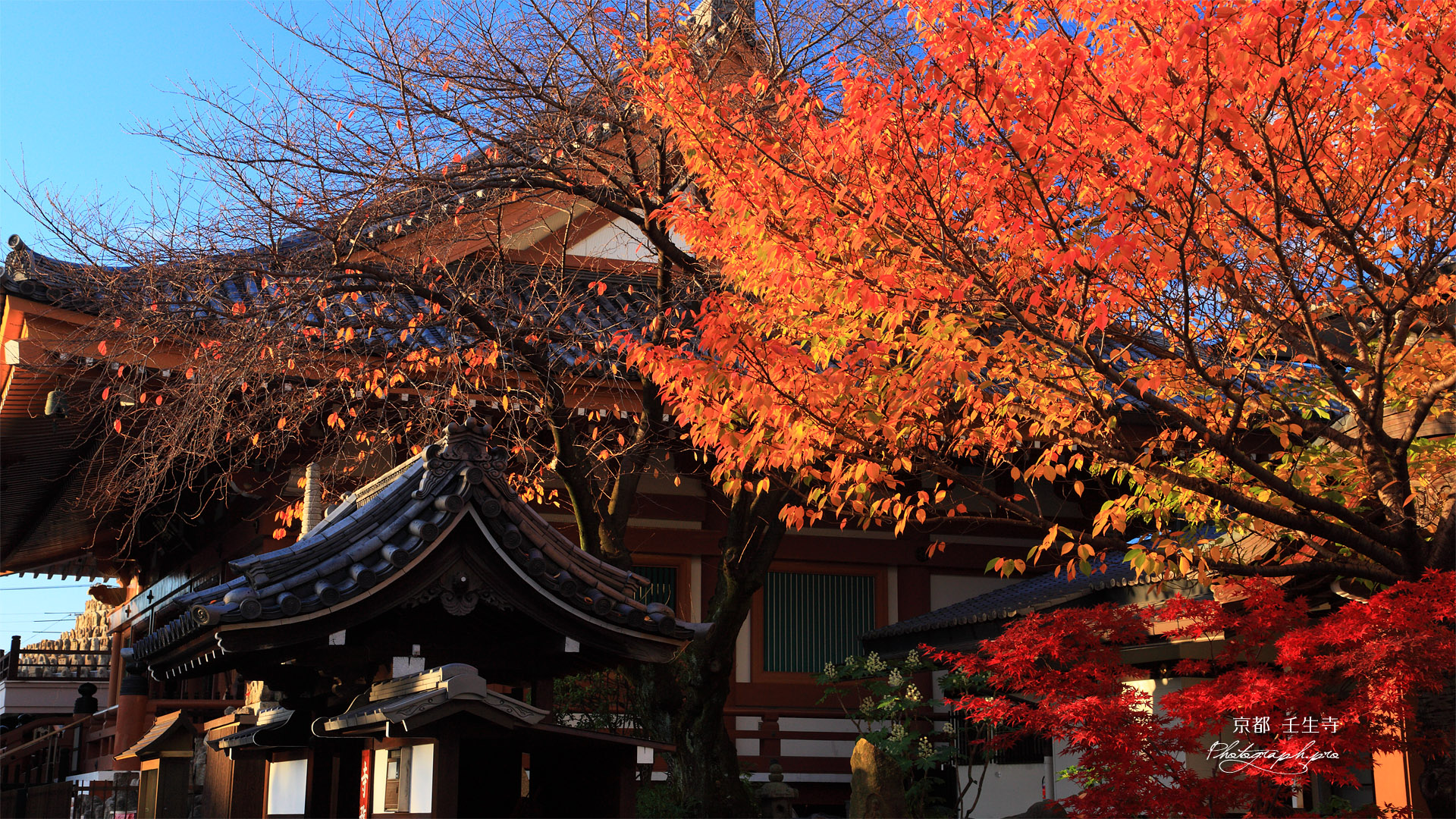 壬生寺 明星桜の桜紅葉と本堂