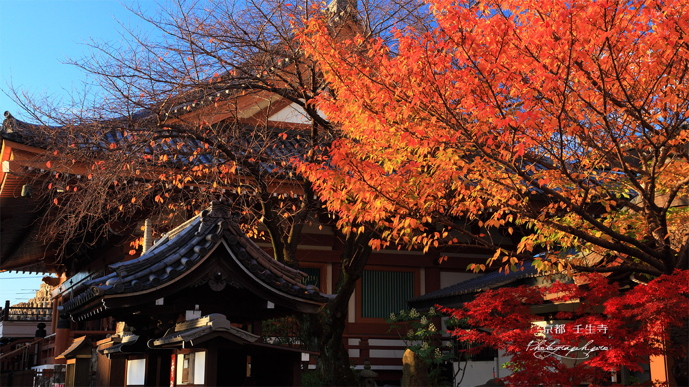 壬生寺 明星桜の桜紅葉と本堂 壁紙
