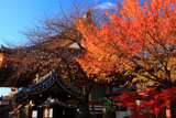 壬生寺 明星桜の桜紅葉と本堂