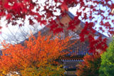 壬生寺 紅葉と本堂