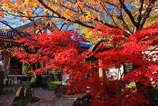 壬生寺