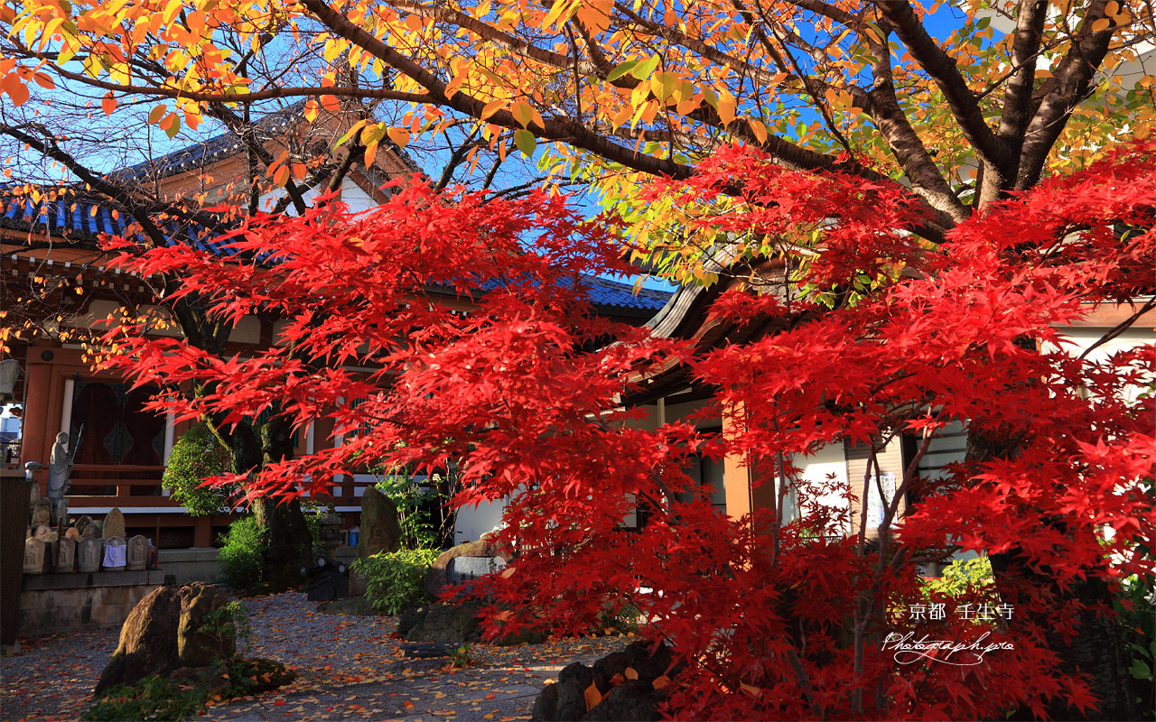 壬生寺 紅葉越しの本堂 壁紙