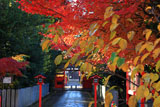 車折神社 紅葉の表参道
