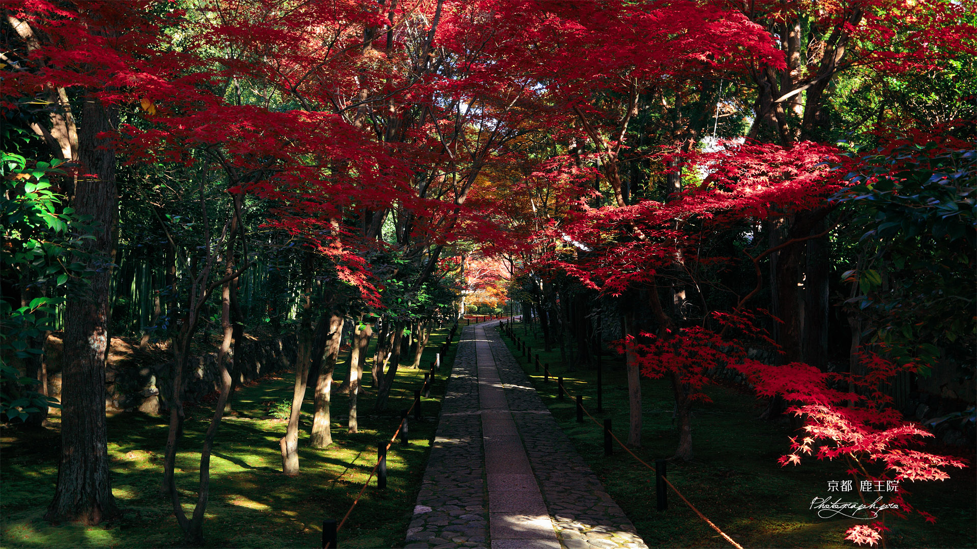 鹿王院 参道の紅葉