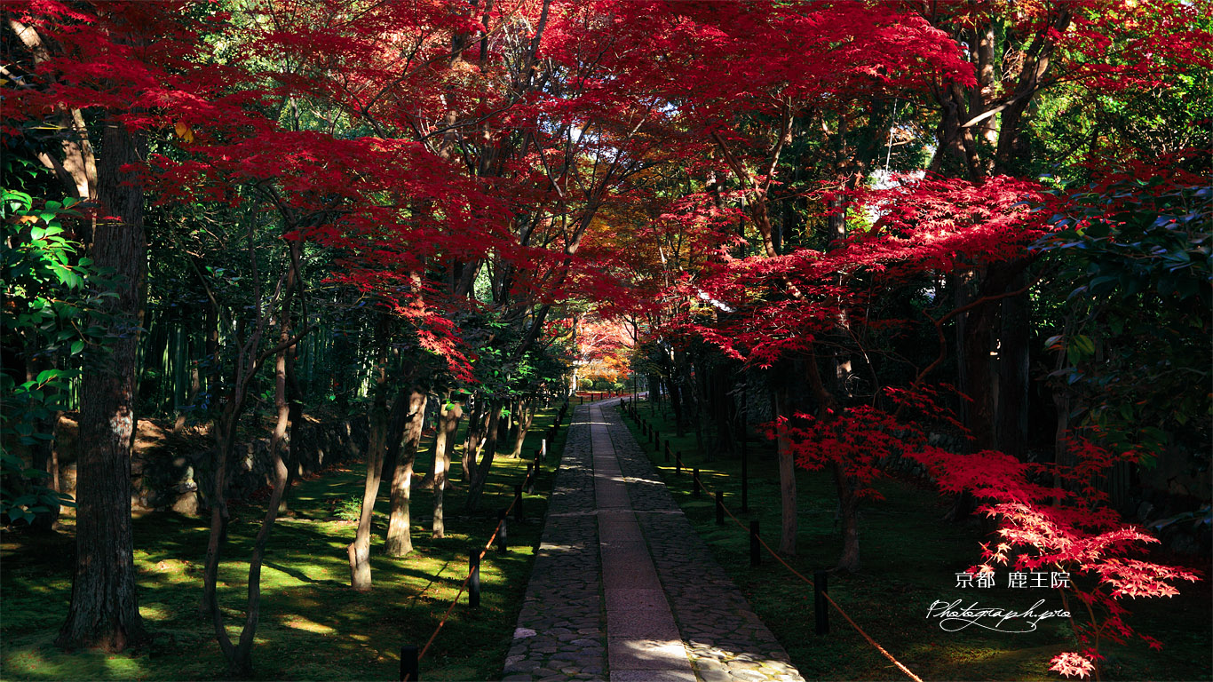 鹿王院 参道の紅葉 壁紙