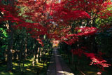 鹿王院 参道の紅葉