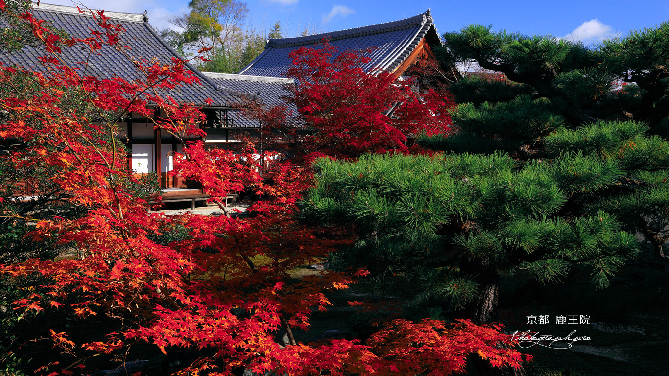 鹿王院 紅葉越しの客殿と庫裏 壁紙