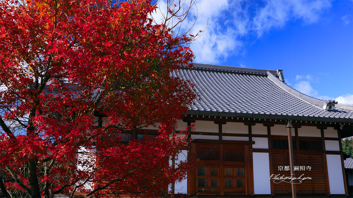 京都遍照寺 紅葉と客殿 壁紙