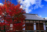 京都遍照寺 紅葉と客殿