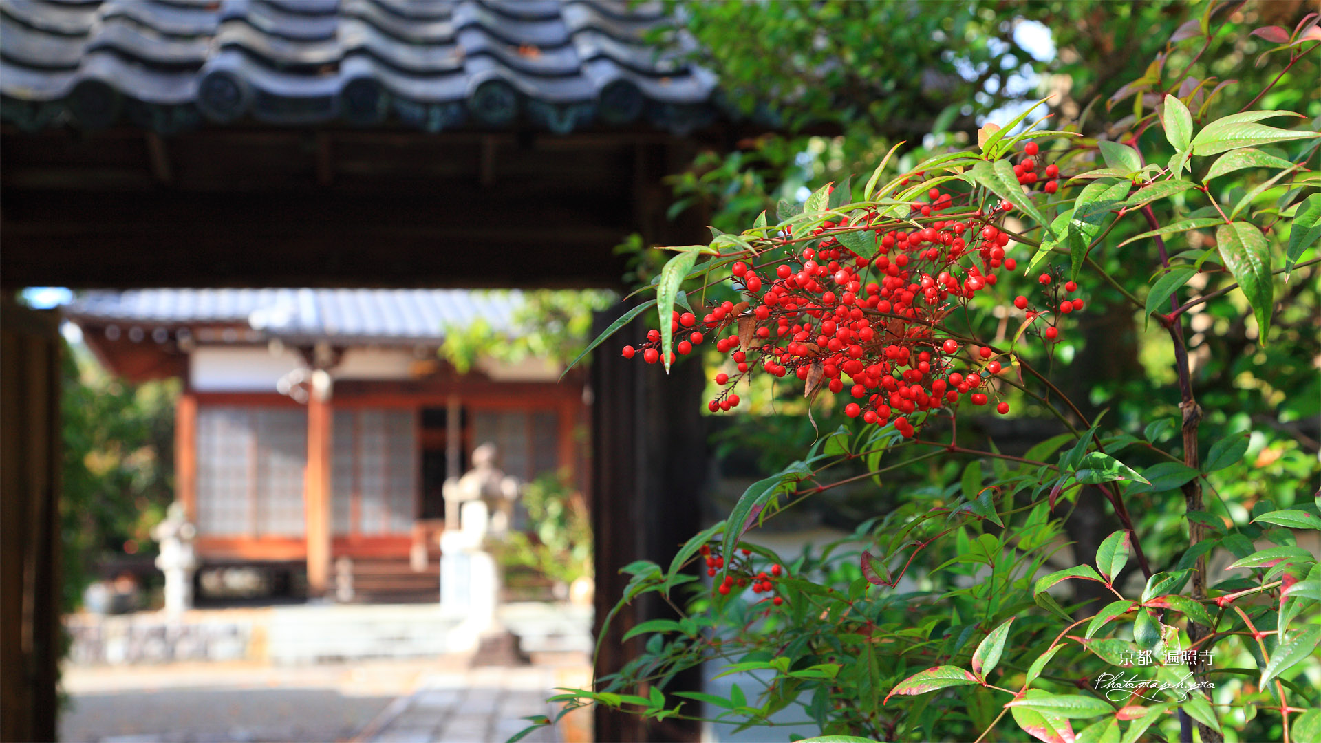 京都遍照寺 南天と中門