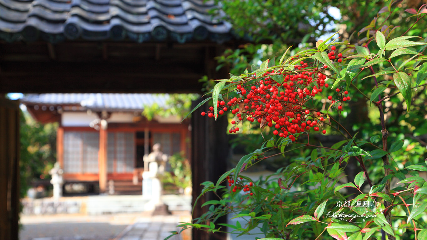 京都遍照寺 南天と中門 壁紙