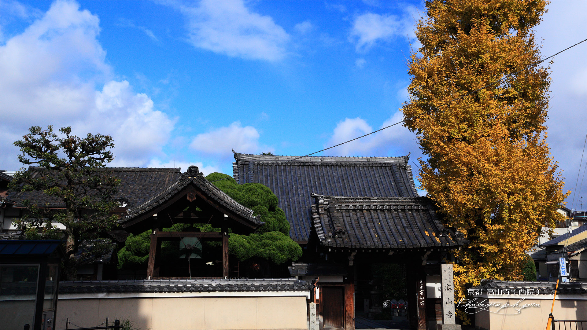 京都高山寺（西院） イチョウ黄葉