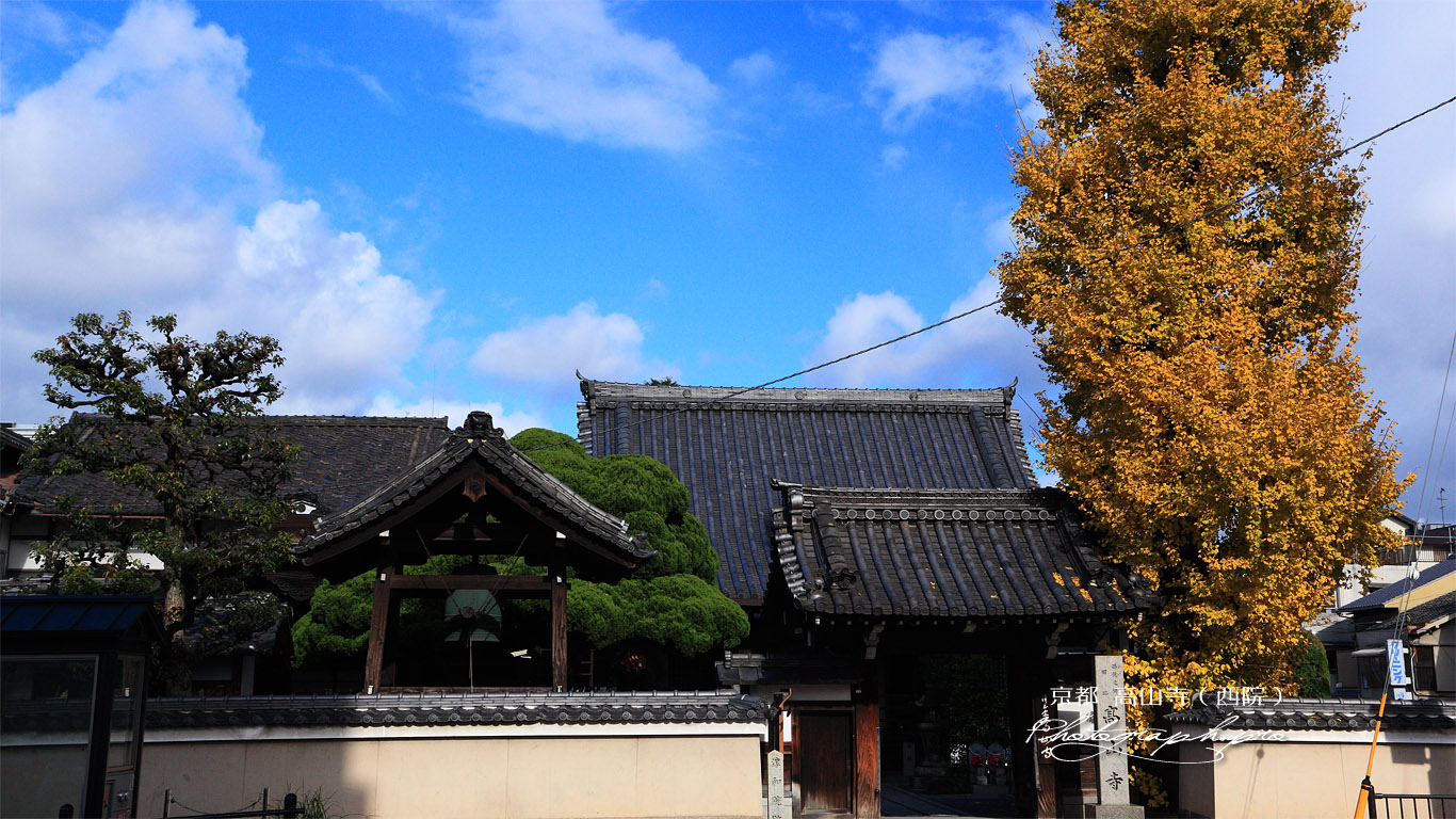 京都高山寺（西院） イチョウ黄葉 壁紙