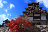 伏見桃山城 紅葉と大小天守