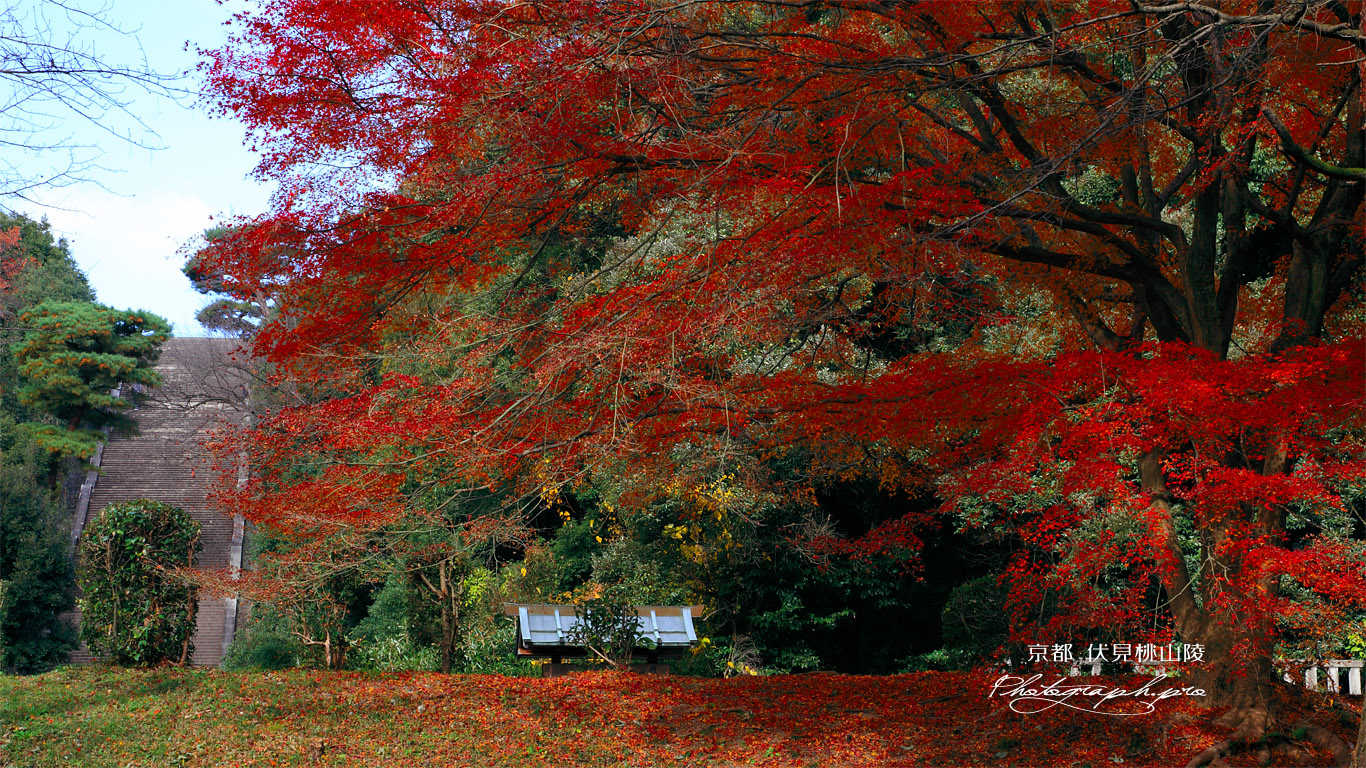伏見桃山陵 紅葉と石段 壁紙