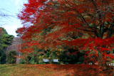 伏見桃山陵 紅葉と石段