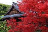 京都乃木神社 紅葉と拝殿